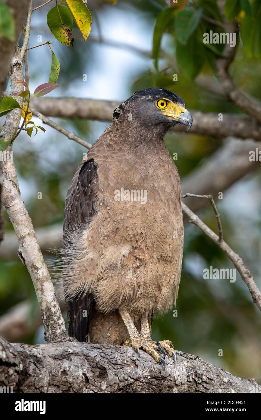 Indian spotted eagle (Aquila hastata) perches in a tree while looking for prey in an Indian forest Stock Photo
