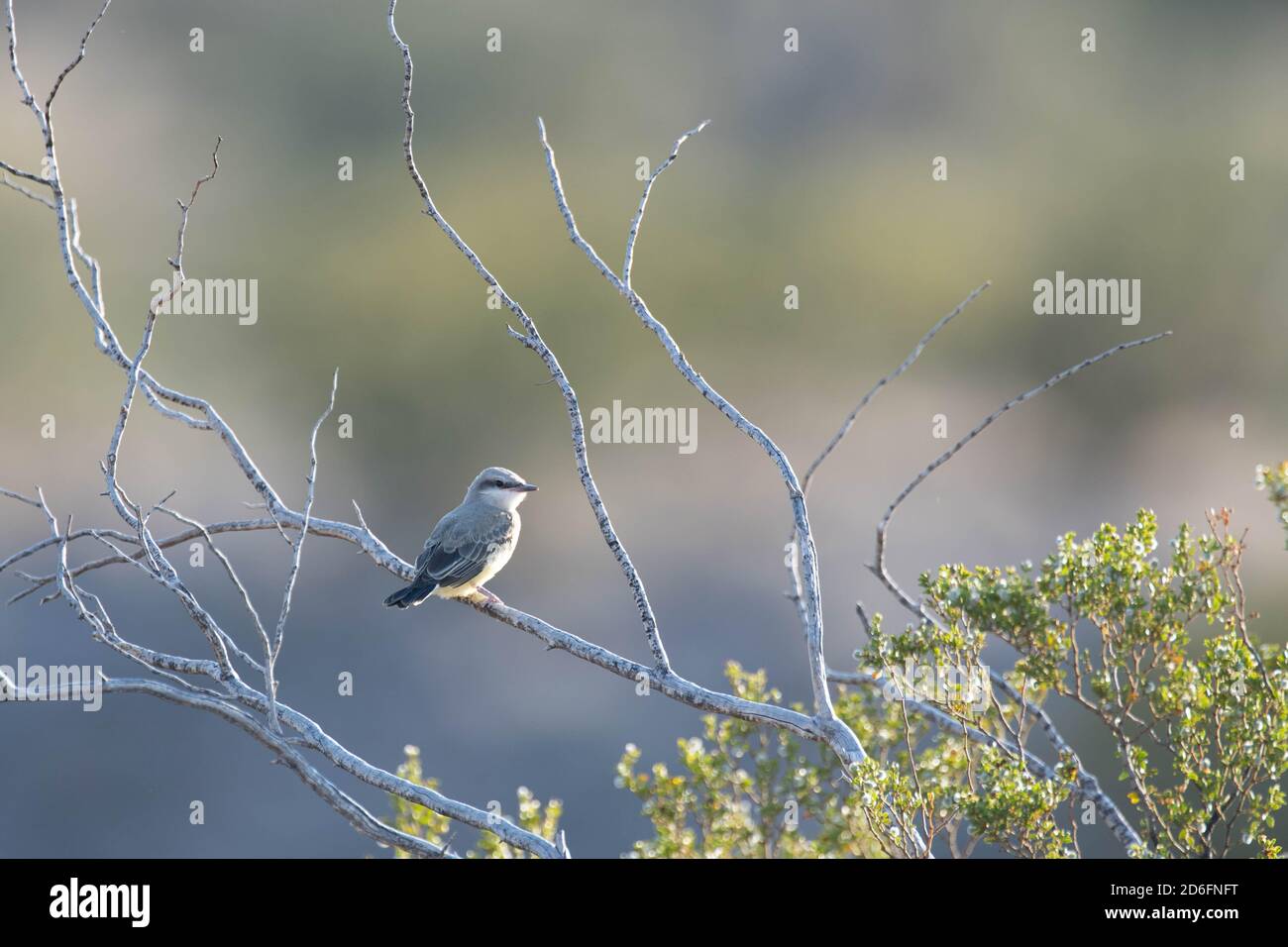 Western kingbird, Socorro county, New Mexico, USA. Stock Photo