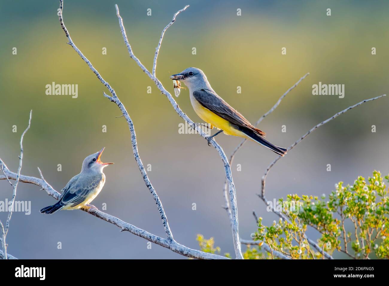 Western kingbird, Socorro county, New Mexico, USA. Stock Photo