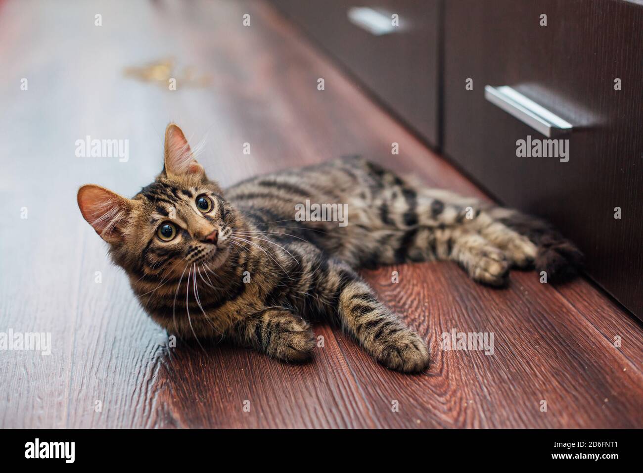Cute charcoal bengal kitty cat laying on the floor at home Stock Photo ...
