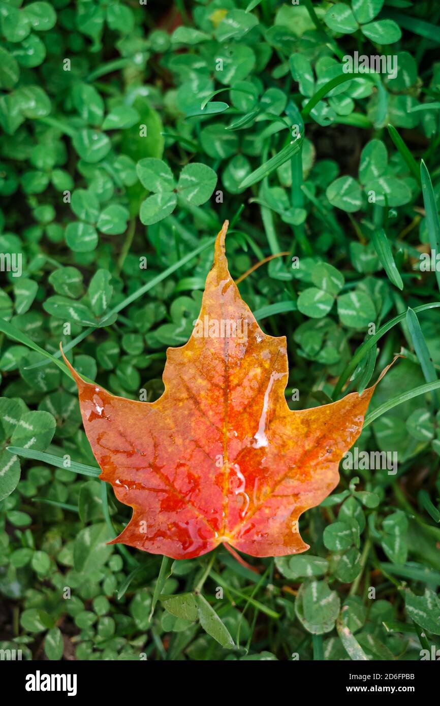 Red and Orange maple leaf on green clovers Stock Photo