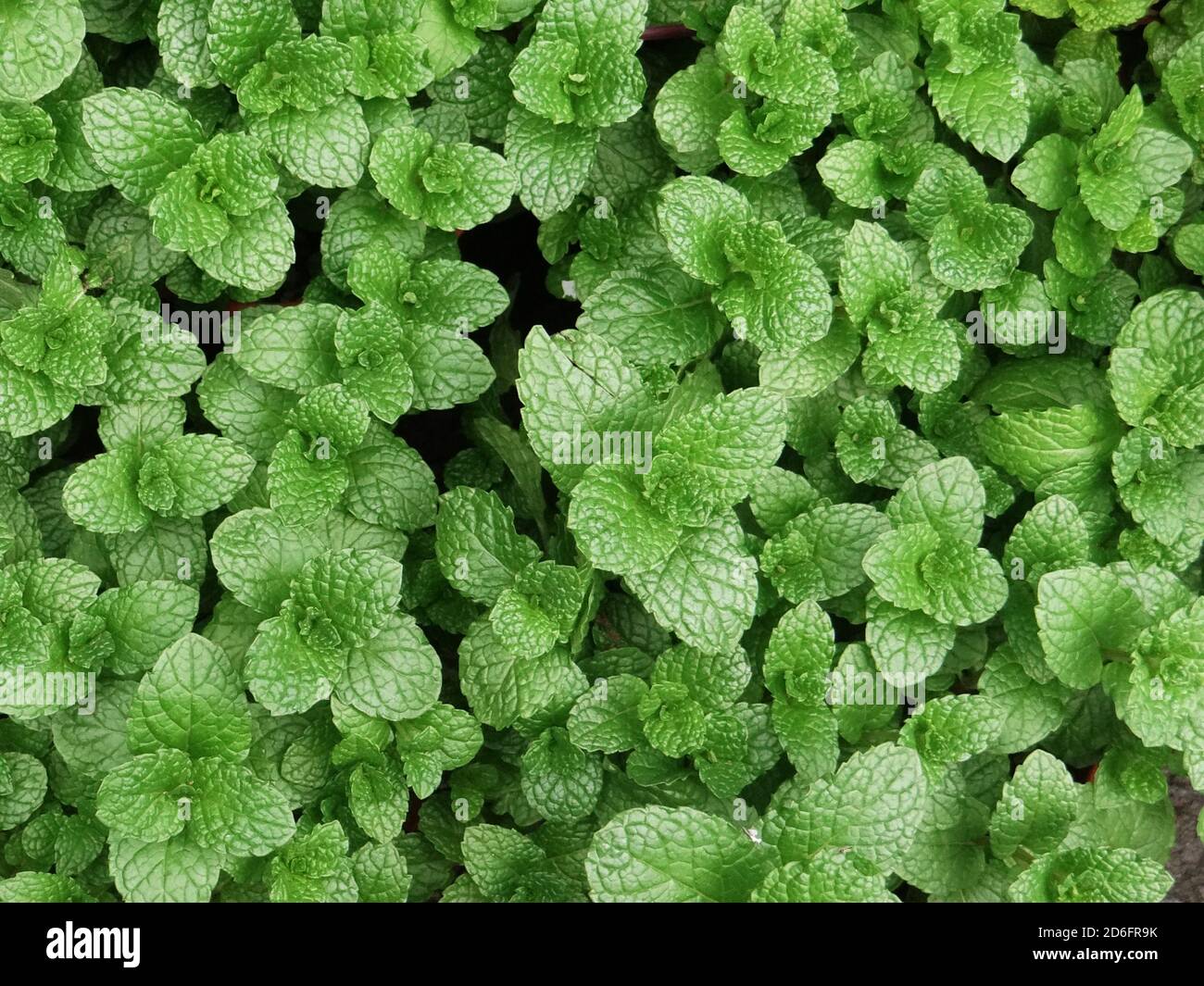 Branch green lemon leaves hi-res stock photography and images - Alamy