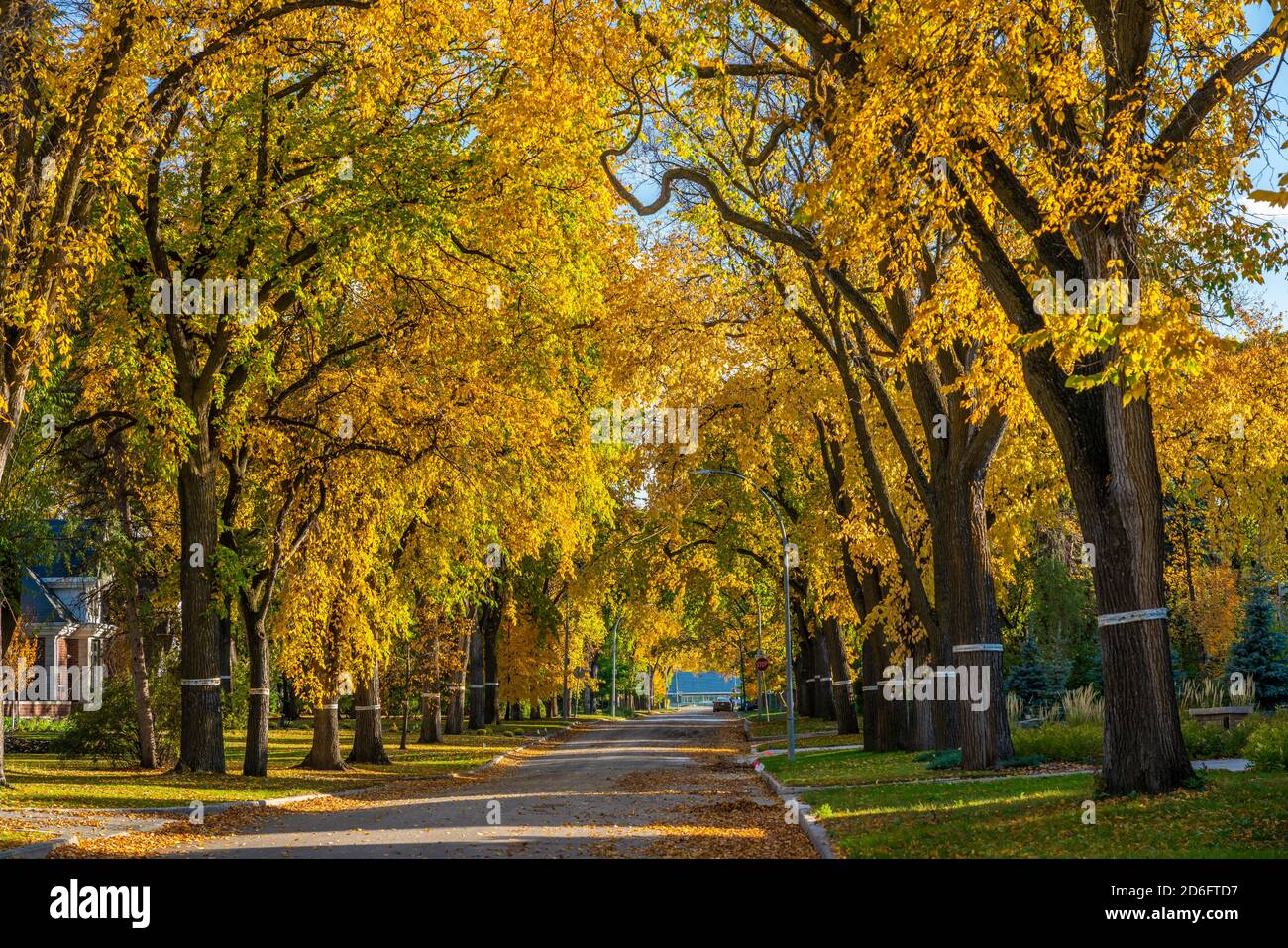 A Tuxedo street autumn scene in Winnipeg, Manitoba, Canada. Stock Photo