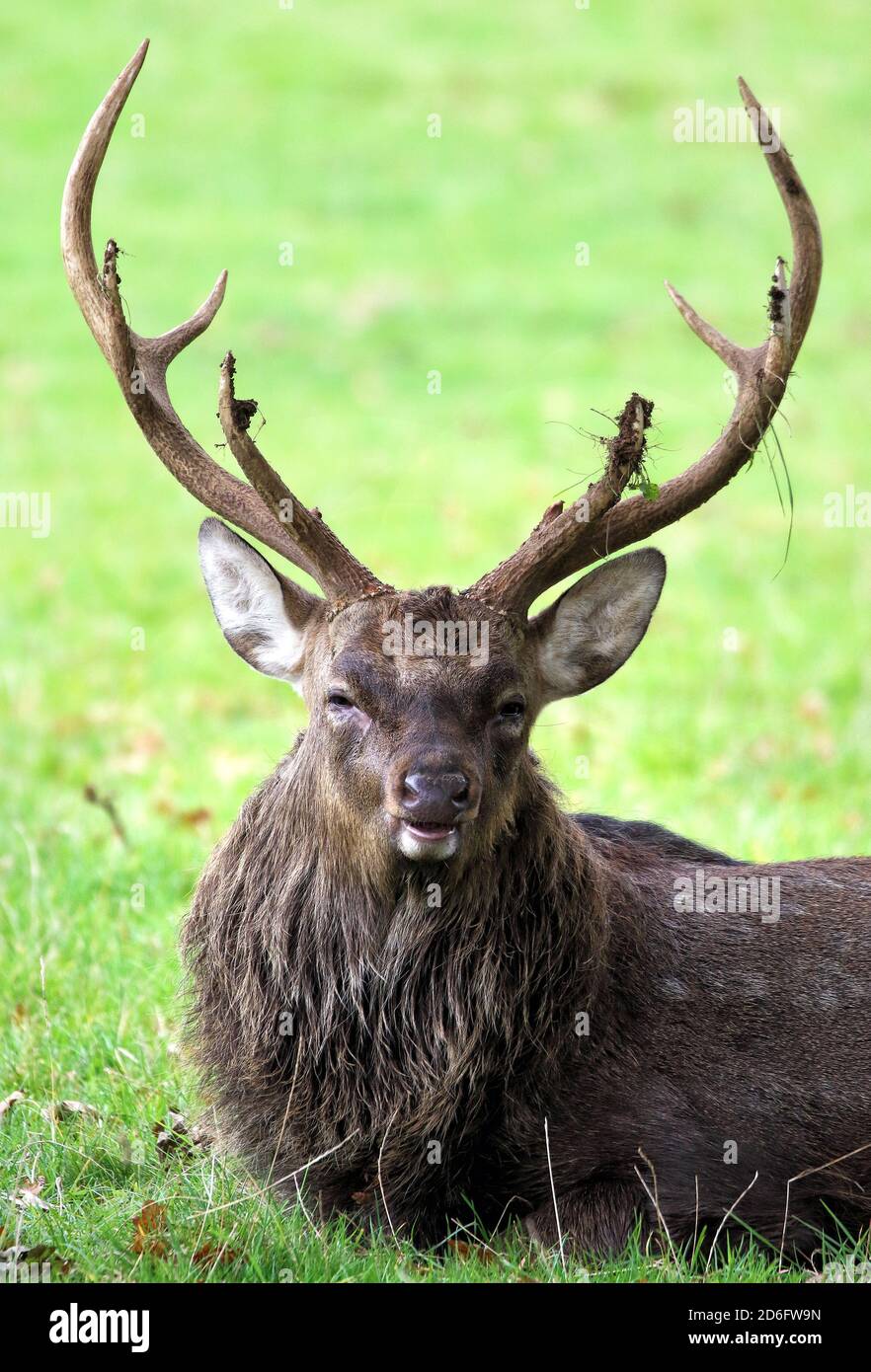 Red Deer seen at Woburn Deer Park in Bedfordshire at the start of the rutting season. Stock Photo