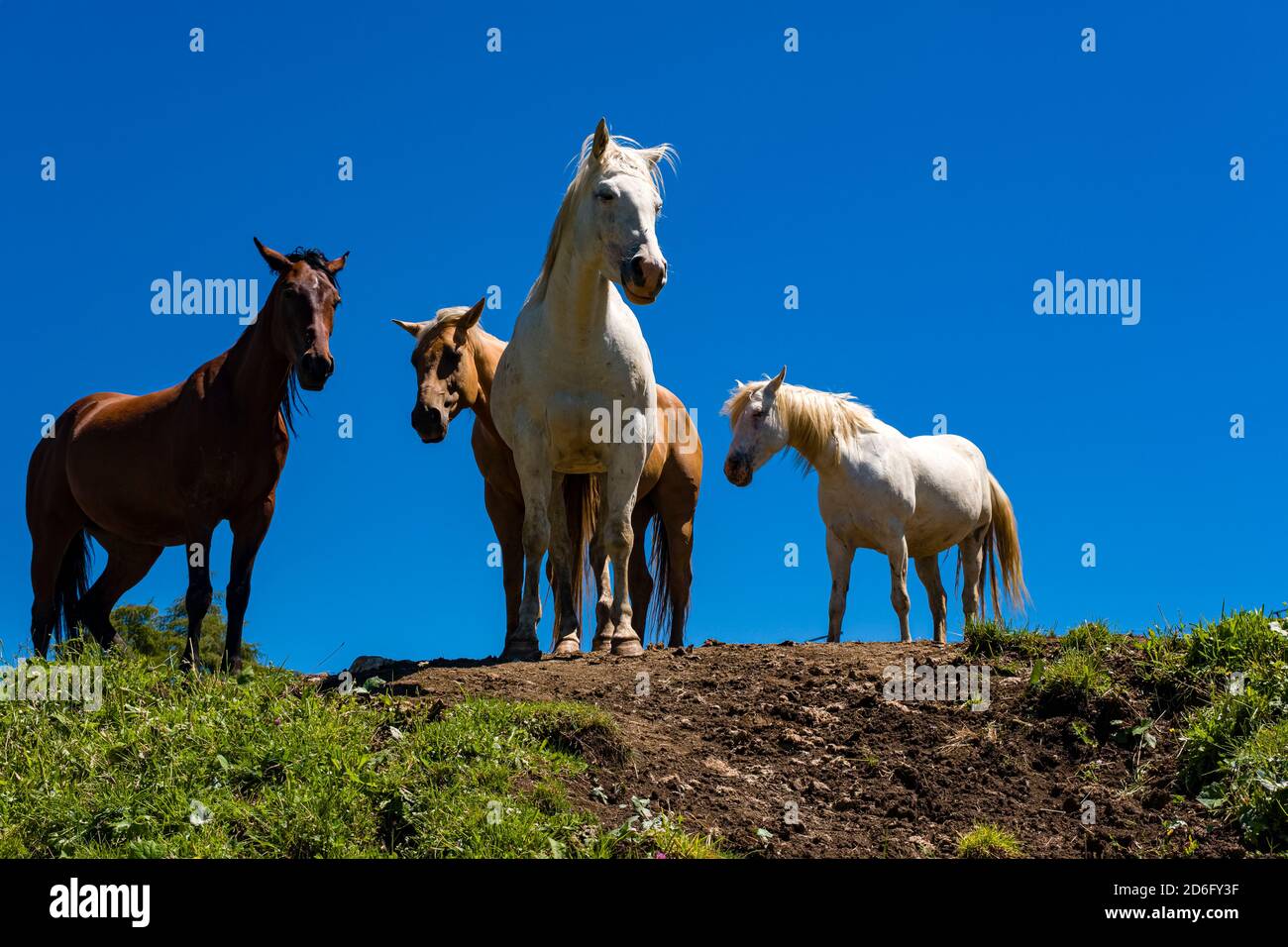 Two white and two brown horses are standing on green pastures at Seiser ...