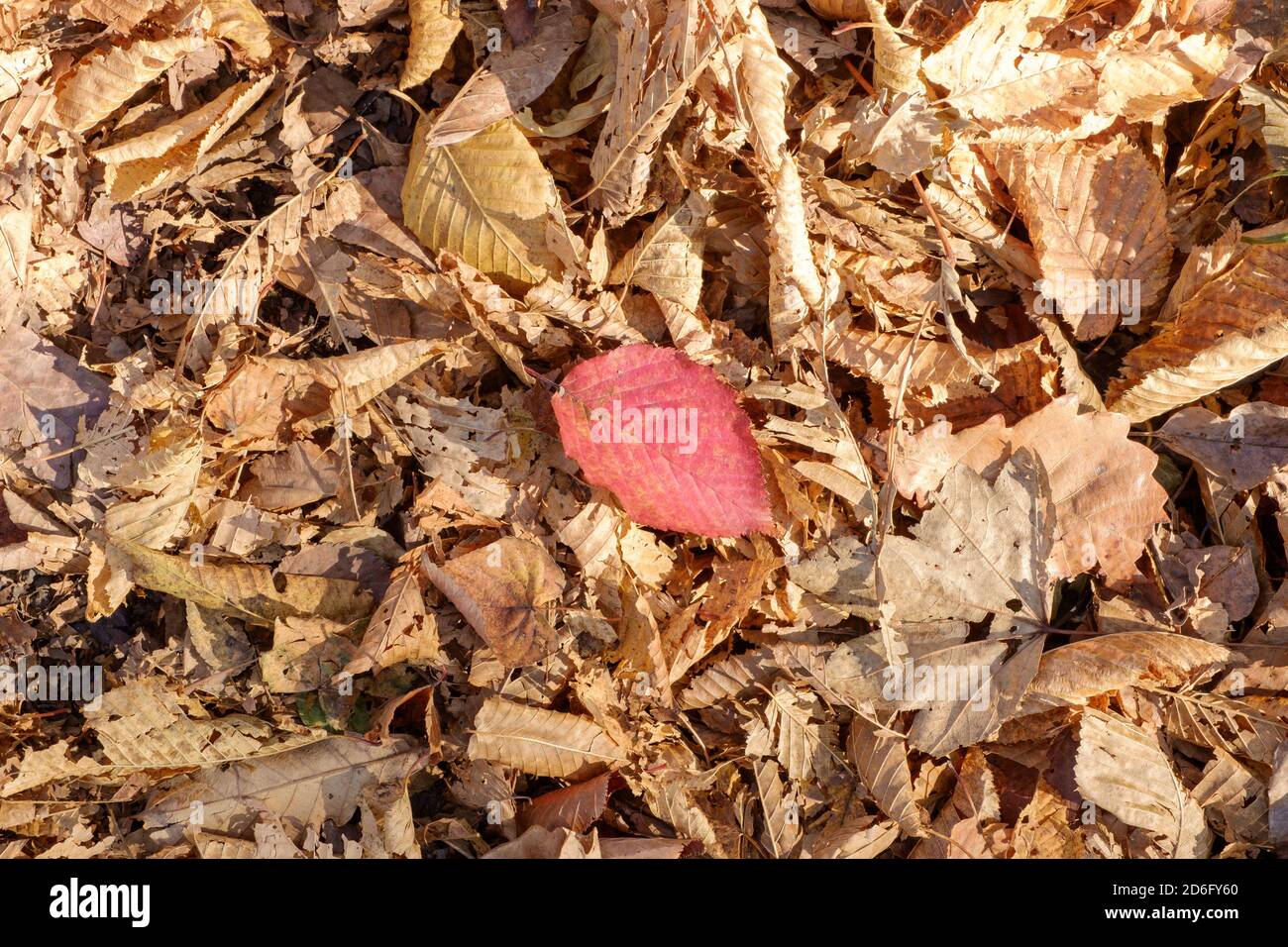 Carpet of fallen autumn leaves hi-res stock photography and images - Alamy