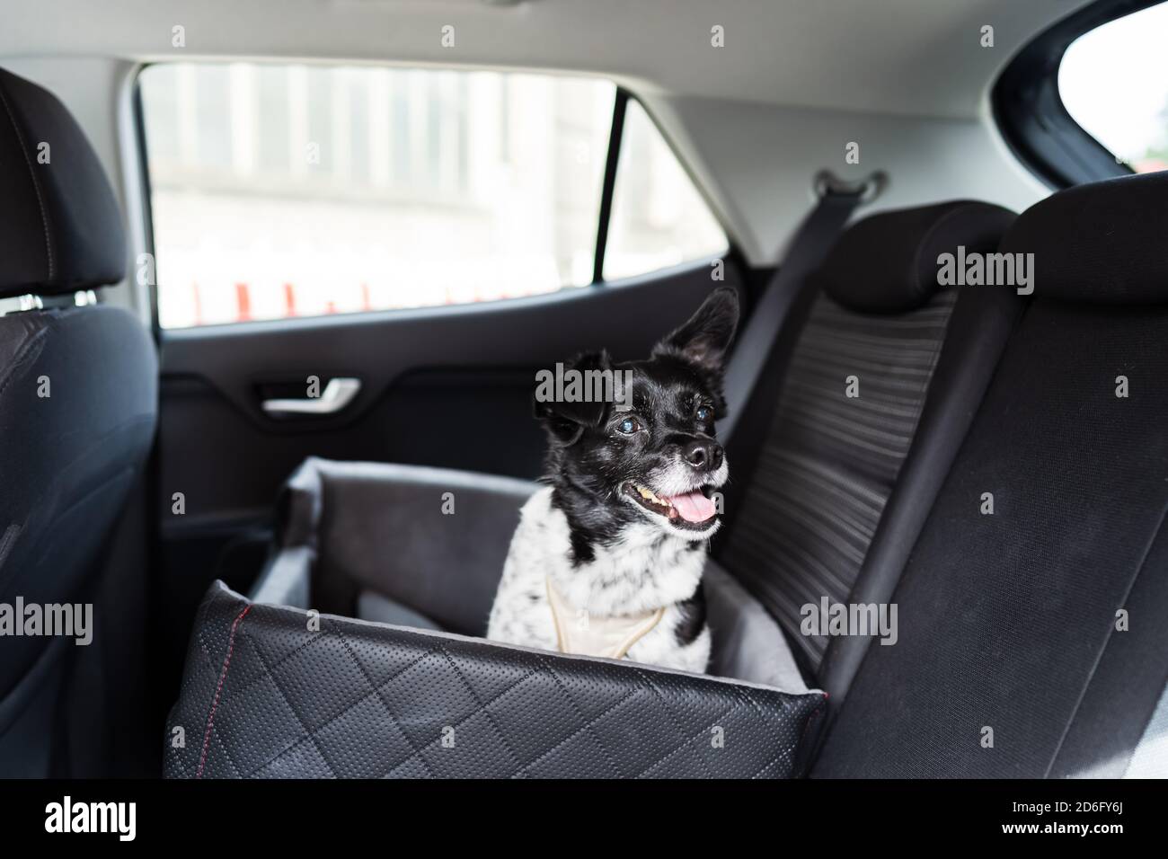 Dog In Car Seat With Safe Belt In Seat Booster Stock Photo