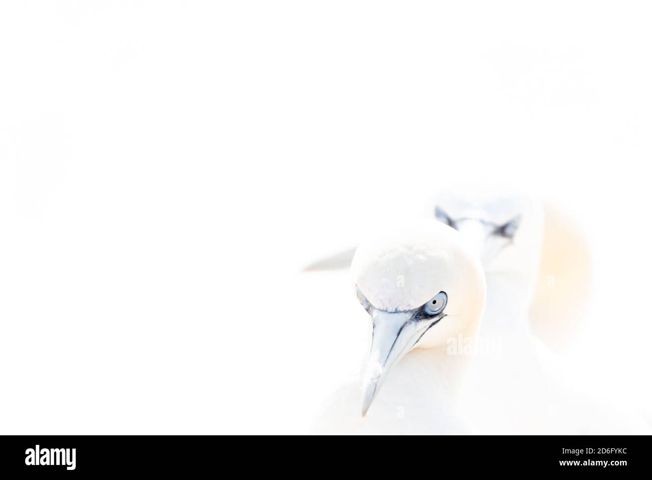 Portrait of pair of Northern Gannet, Sula bassana, Two birds love in soft light, animal love behaviour. Soft light in high-key Stock Photo