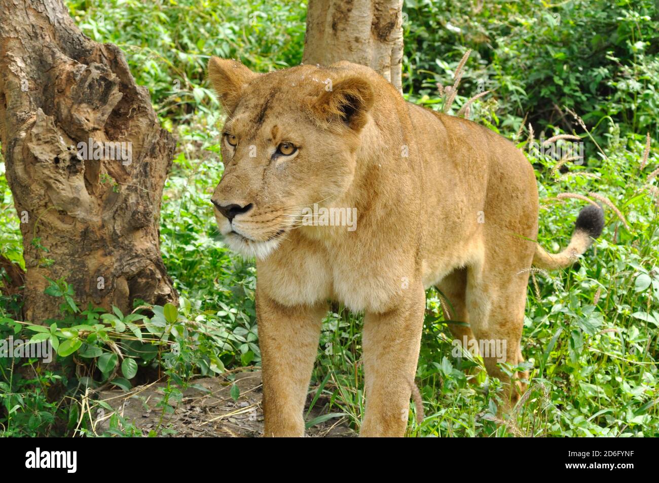 Lion (Panthera leo persica) Stock Photo