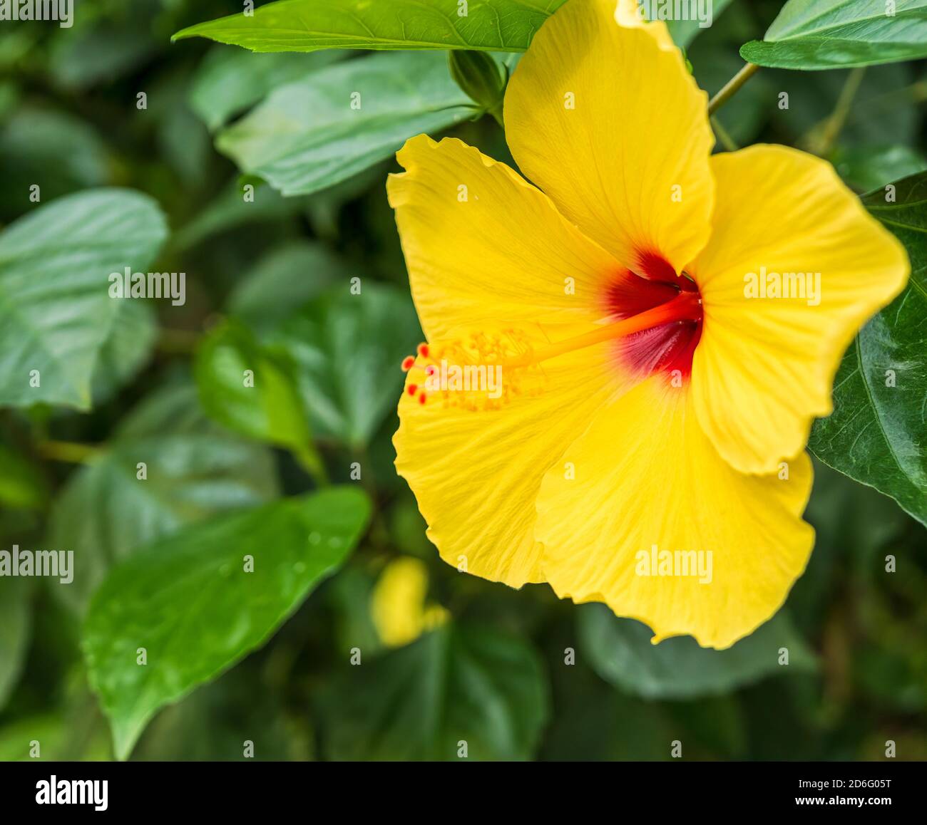 Yellow hawaiian hibiscus High Resolution Stock Photography and Images ...