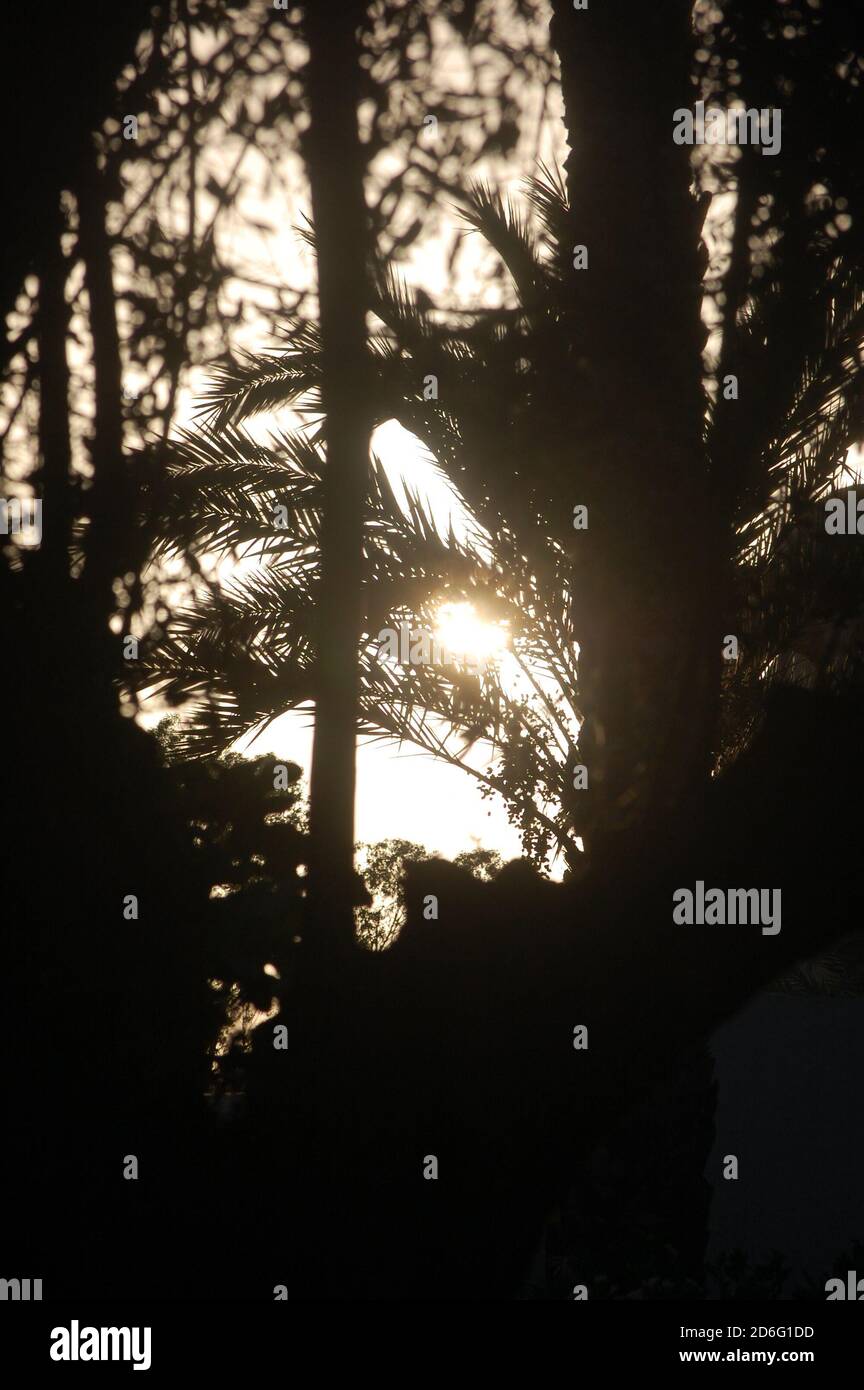 a silhouettes of palm trees in the resort Stock Photo - Alamy