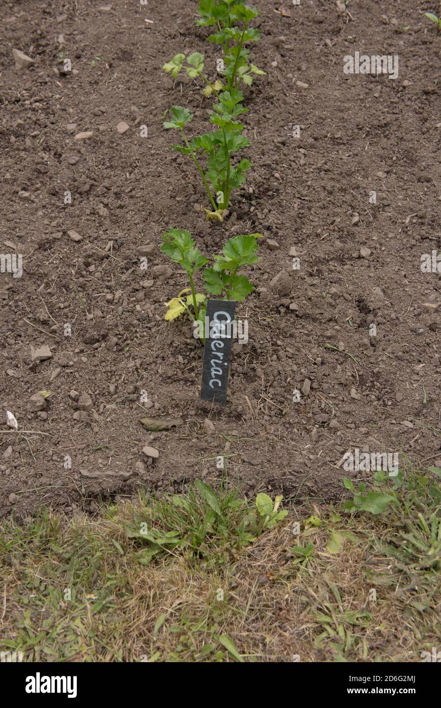 Home Grown Organic Young Plant and Slate Label of Celeriac (Apium