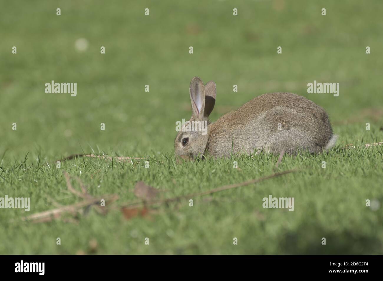 Rabbit eating grass Stock Photo
