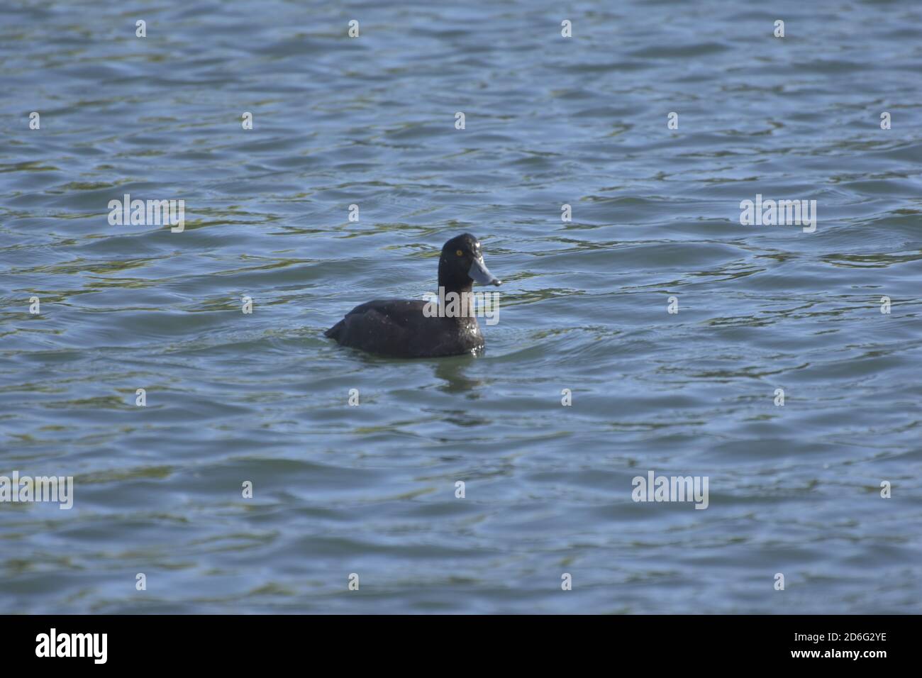 sleeping on the water Stock Photo Alamy