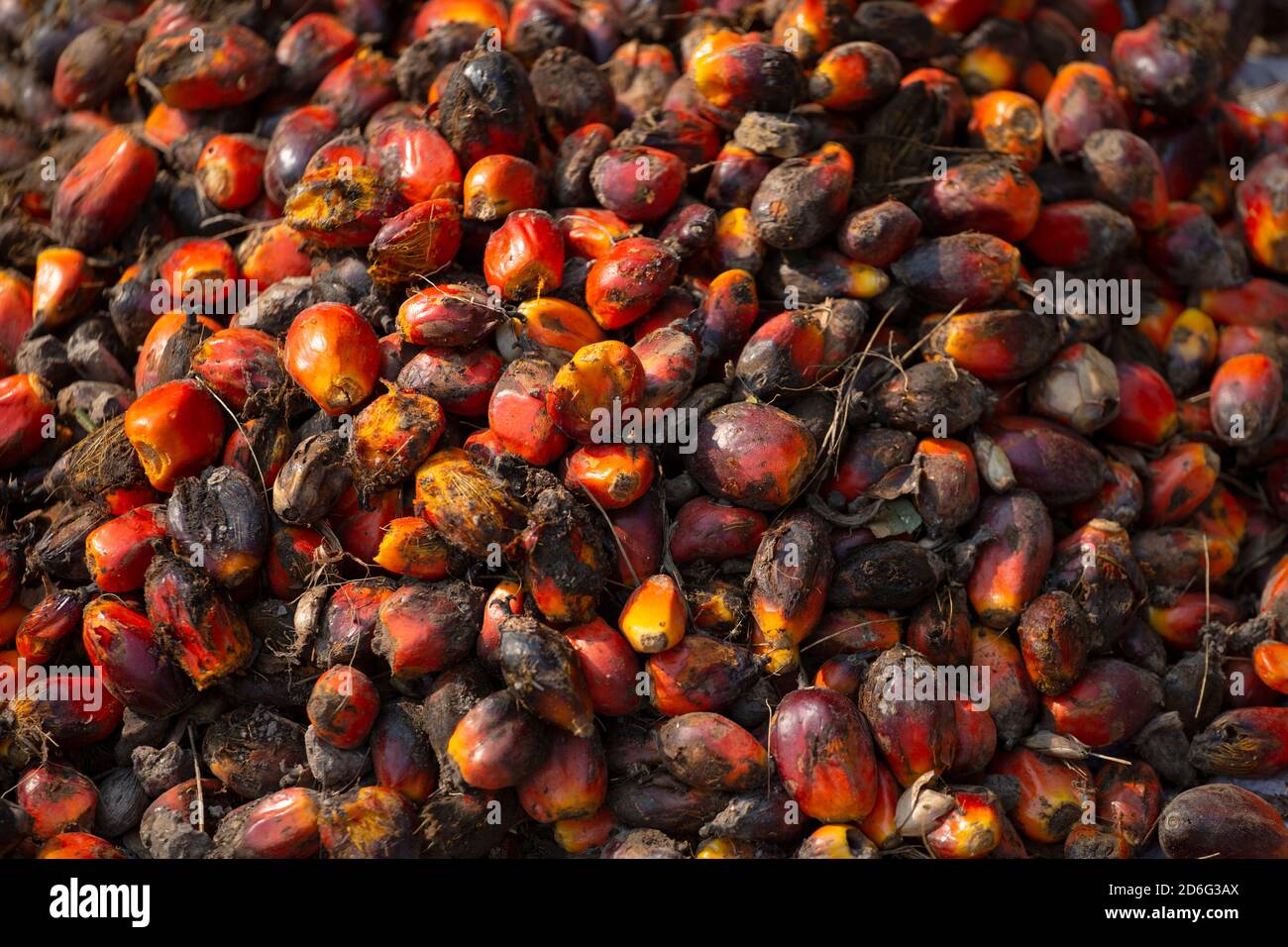 Dirty Palm fruit for oil industry Stock Photo