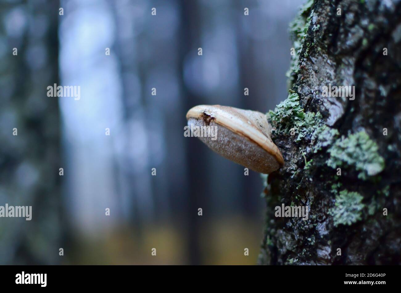 Dangerous parasitic mushrooms grow on dead stumps, branches and trees