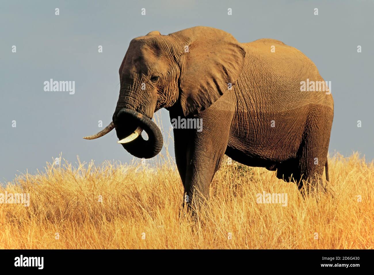 Large African bull elephant (Loxodonta africana) in grassland, Matusadona National Park, Zimbabwe Stock Photo