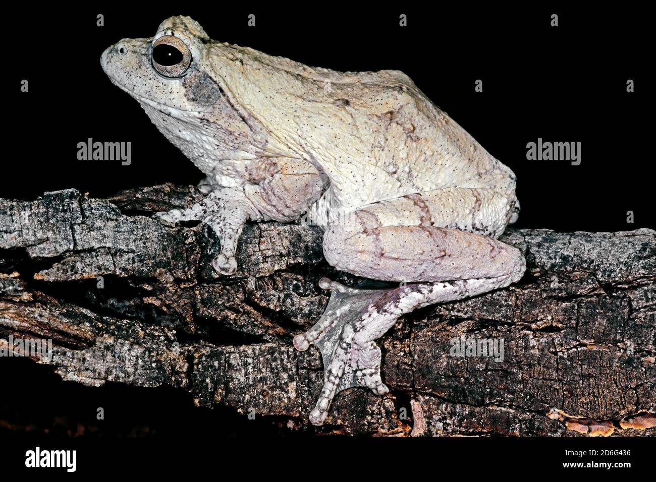 A foam nest frog (Chiromantis xerampelina) camouflaged on the bark of a tree, South Africa Stock Photo