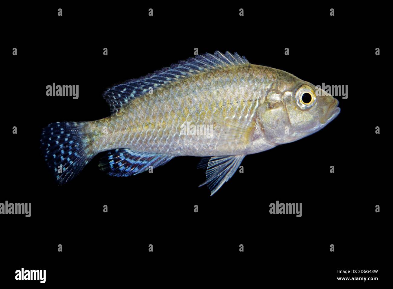 A southern mouthbrooder cichlid (Pseudocrenilabrus philander) isolated on black Stock Photo