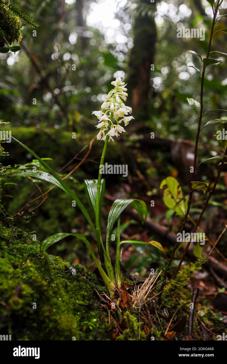 Wild white orchids growing in a mossy environment in a tropical rainforest Stock Photo