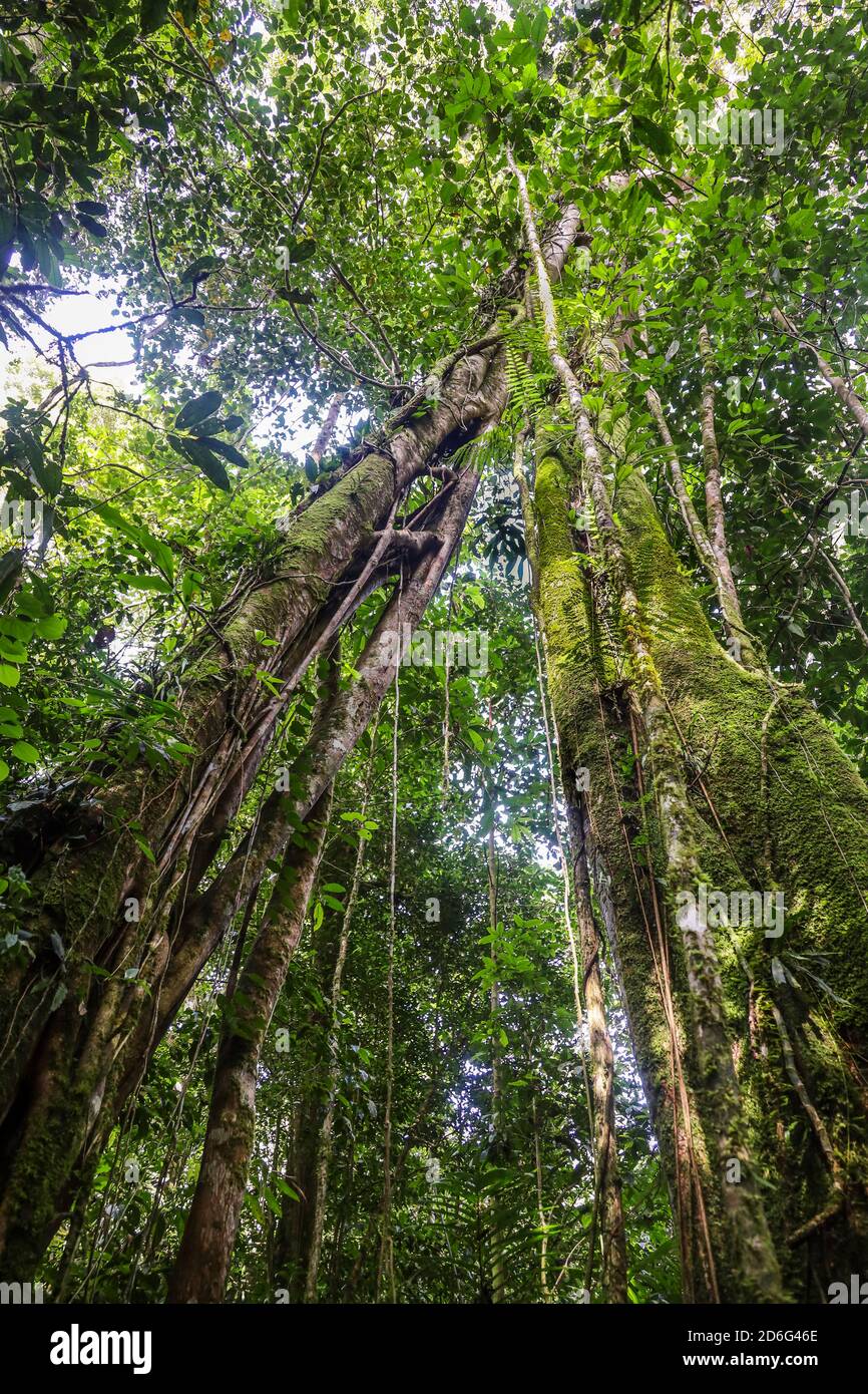 Worm's eye view of the top of the majestic trees growing in a tropical rainforest Stock Photo
