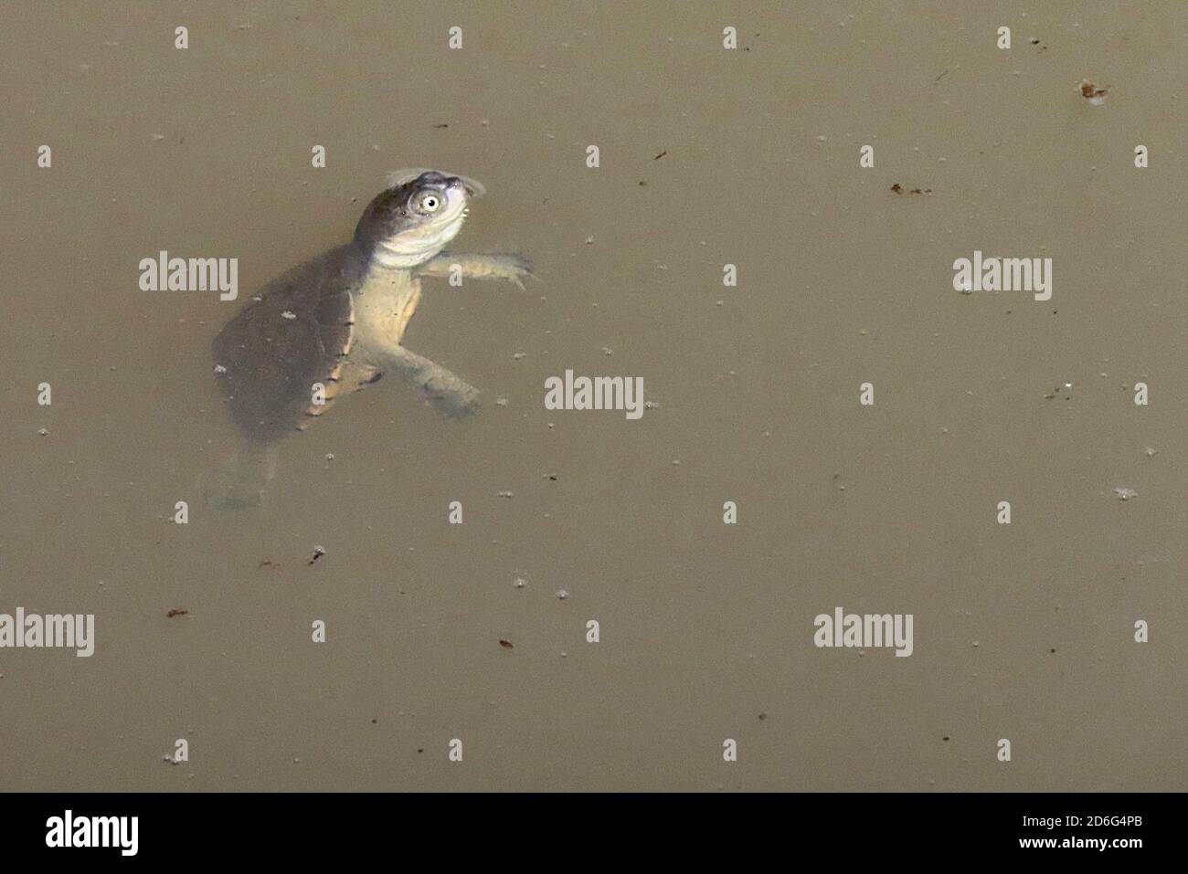 Small helmeted terrapin pelomedusa hi-res stock photography and images ...