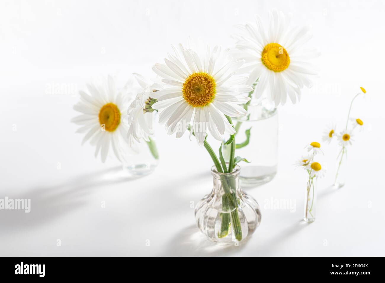 Beautiful chamomiles flowers in glass vases on white background. Floral composition in home interior. Spring and summer daisy flowers Stock Photo