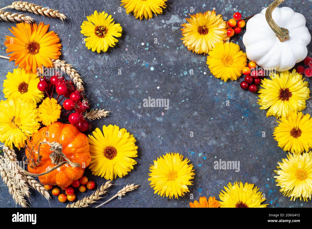 Autumn composition. Frame made of autumn pumpkins, berries, yellow flowers and wheat on blue background. Flat lay, top view, copy space Stock Photo
