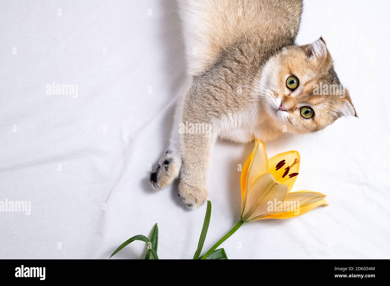 Cat and flower. Funny kitten and lily flower on white background. Cute cat and beautiful flower. Happy birthday, holidays, cozy home cat concept Stock Photo