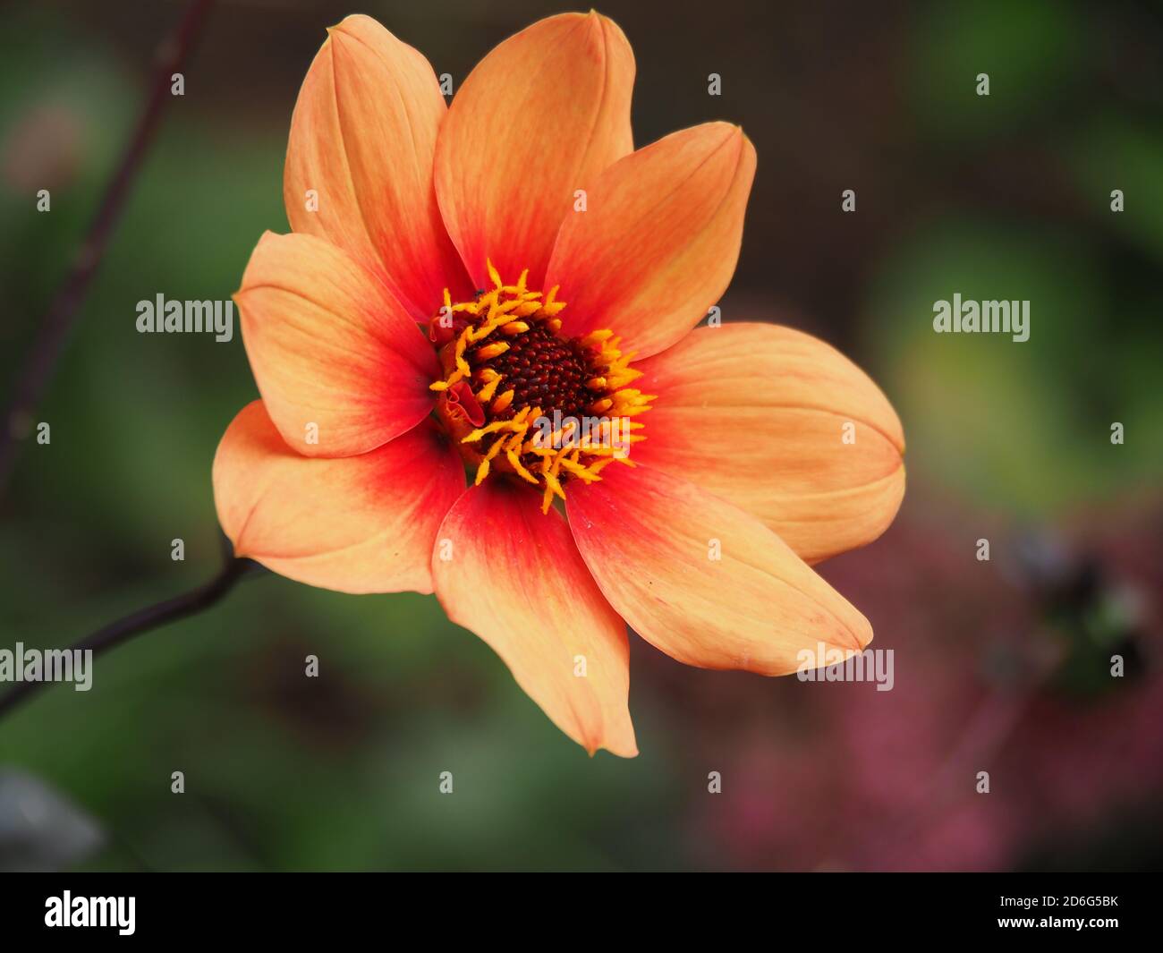 Closeup of a beautiful single Dahlia flower with orange petals in a garden Stock Photo