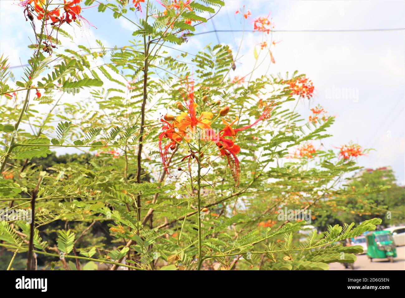 Flower plants in the streets in Dhaka Stock Photo Alamy