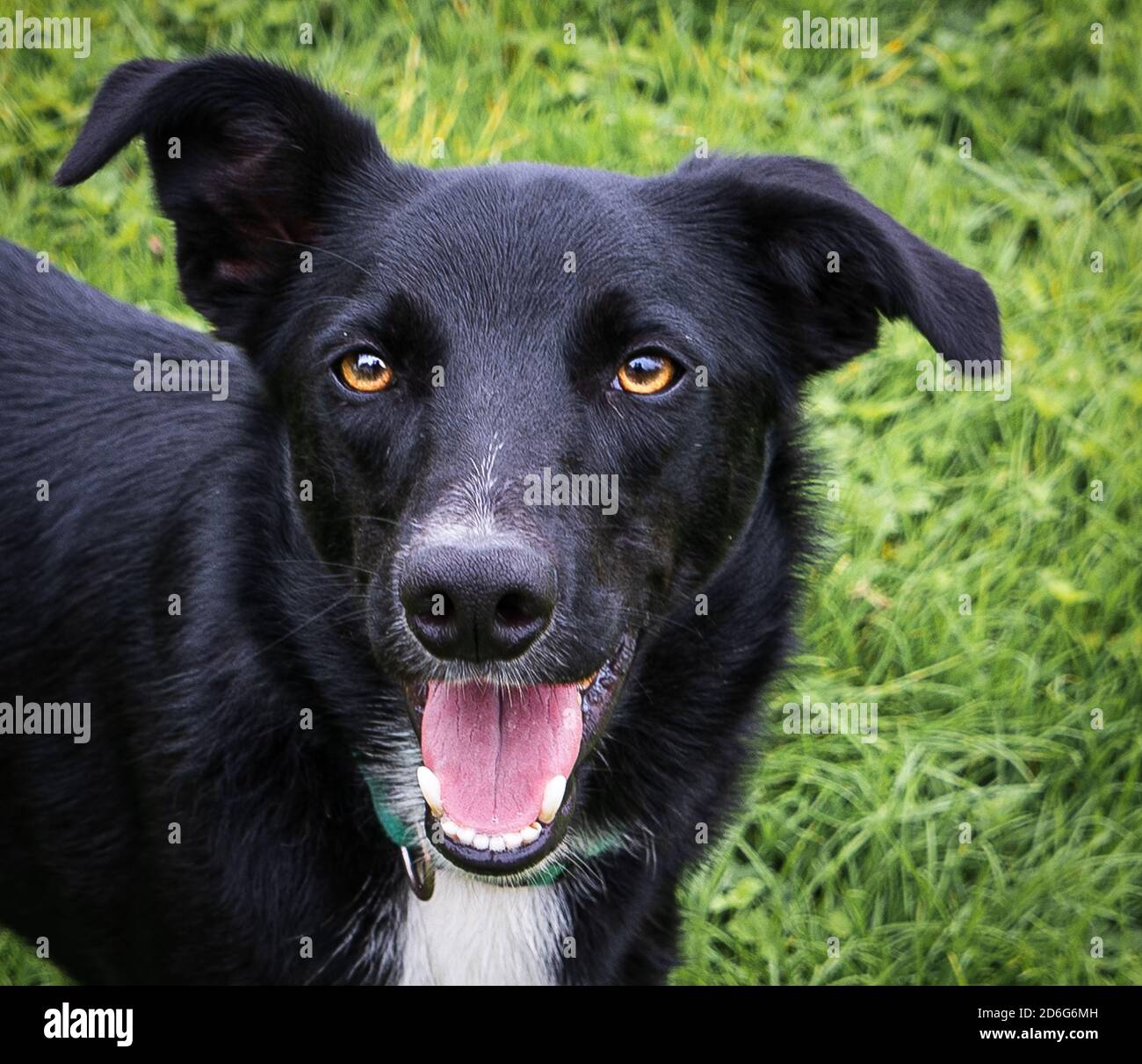 black dog Stock Photo