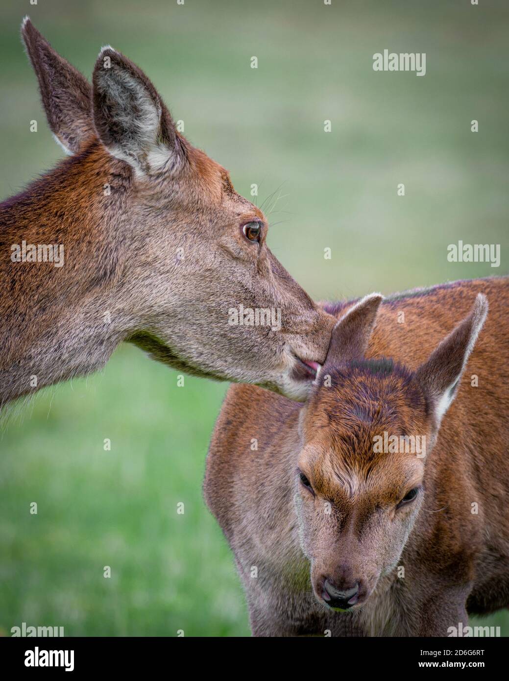 A close up of a red deer doe and fawn. The mother is licking behind the fawns ears. Cute photograph of a sign of motherly love Stock Photo