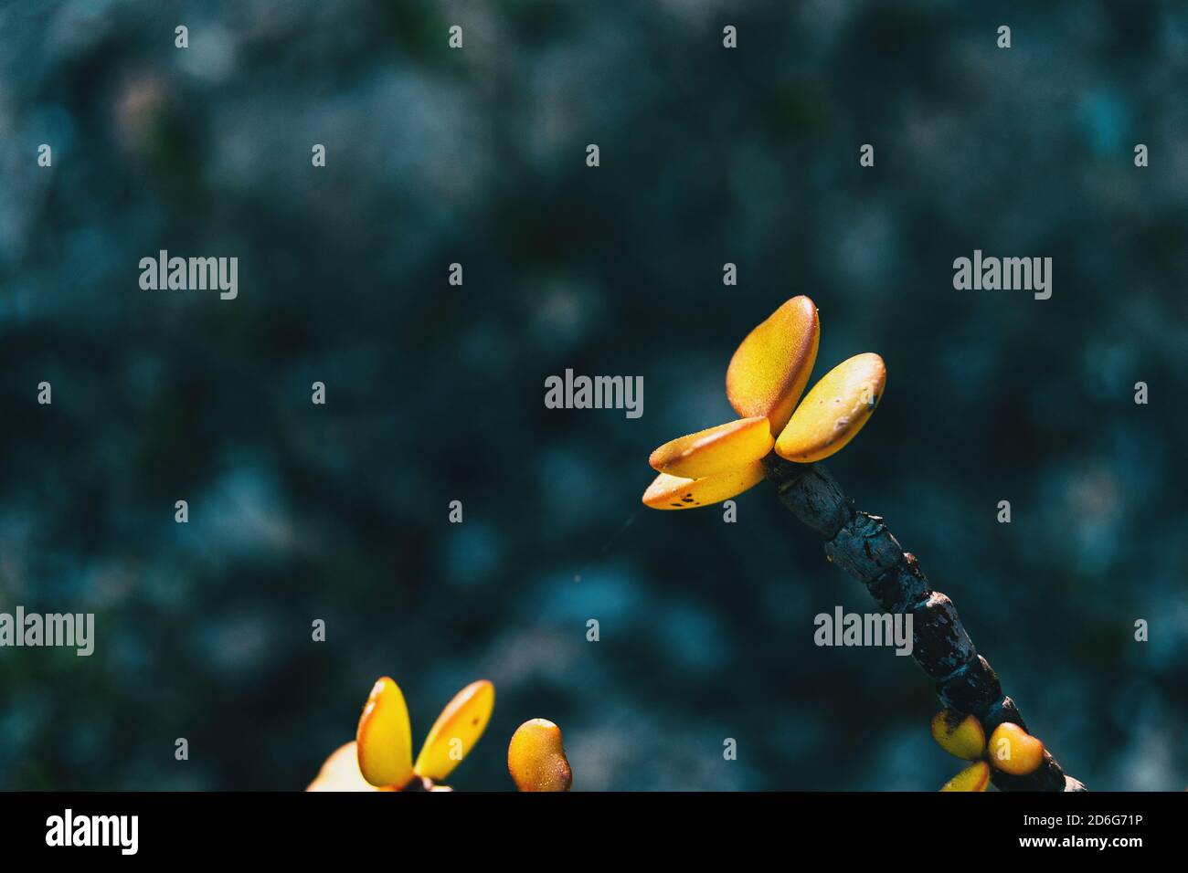 Detail of some yellow succulent leaves of portulacaria afra on the top of a branch Stock Photo