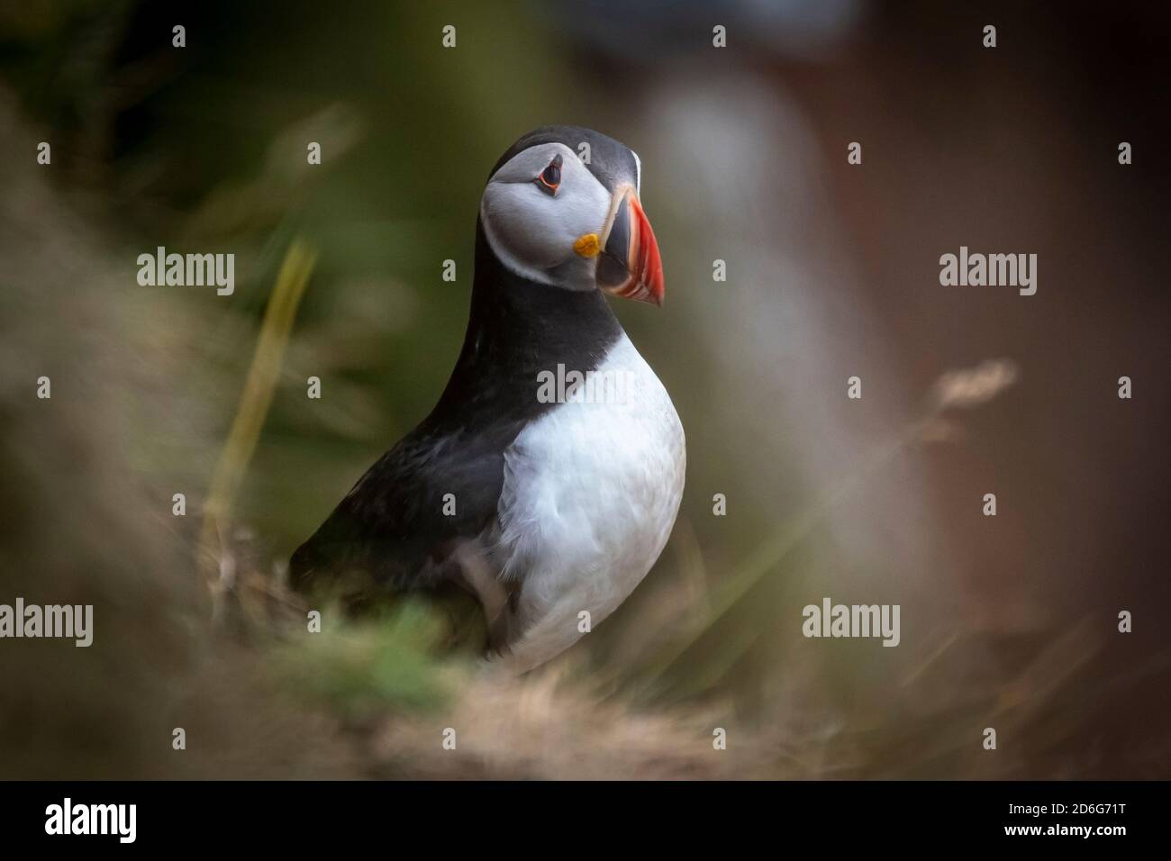 Bullars of buchan hi-res stock photography and images - Alamy