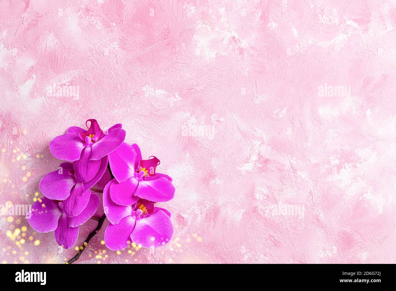 Beautiful purple pink phalaenopsis orchid flowers on pastel pink background top view flat lay. Tropical flower, branch of orchid close up. Pink orchid Stock Photo