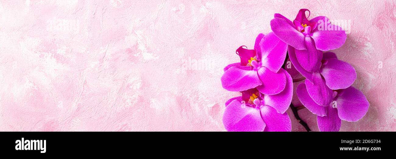 Beautiful purple pink phalaenopsis orchid flowers on pastel pink background top view flat lay. Tropical flower, pink orchid background. Holiday, women Stock Photo