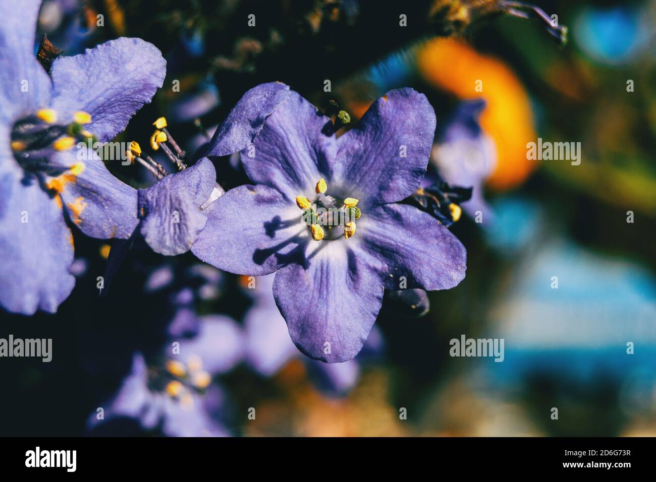 Detail of a purple flower of polemonium caeruleum illuminated by sunlight Stock Photo