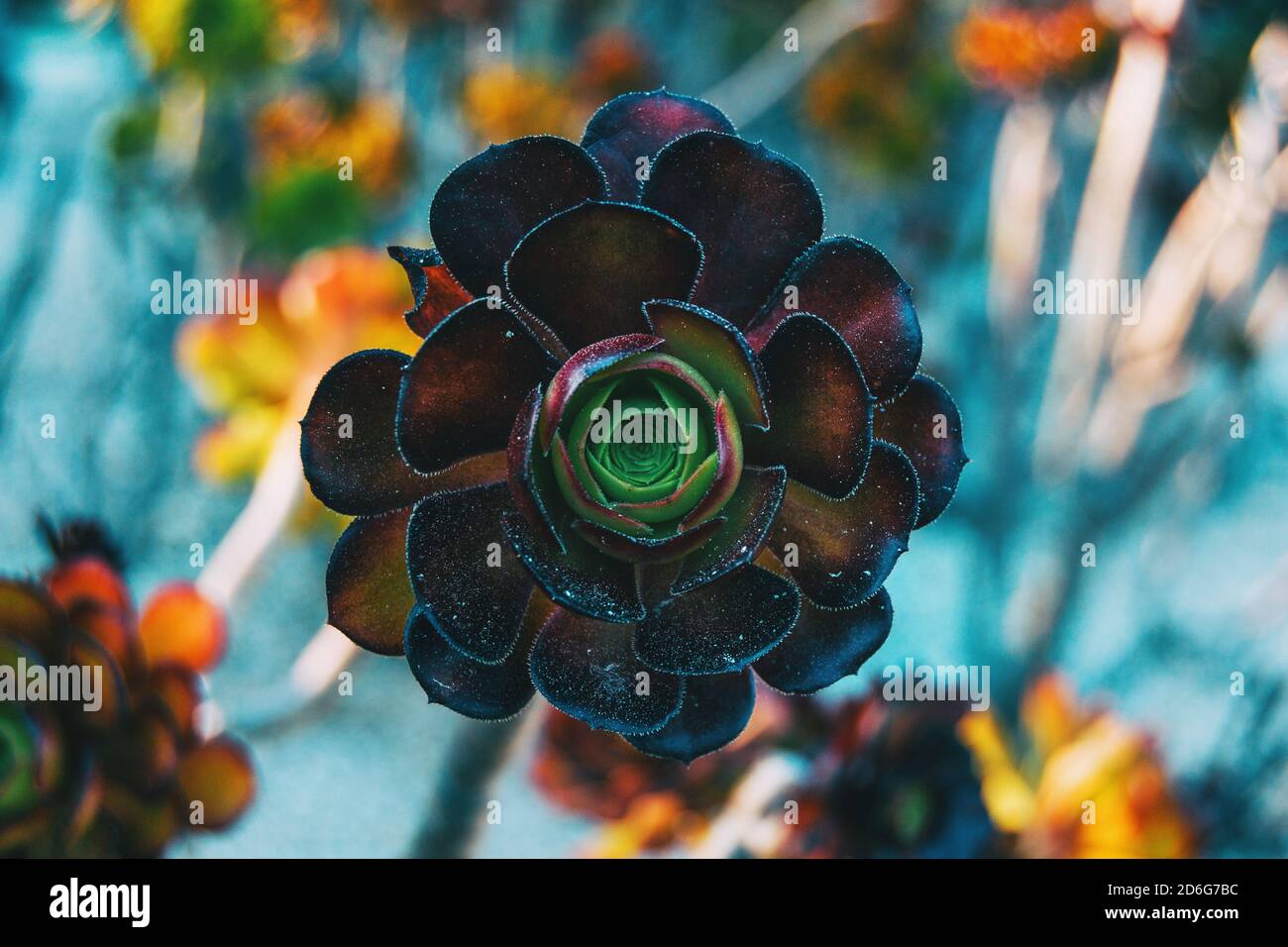 Close-up of a garnet rosette of aeonium arboreum centered in the picture Stock Photo