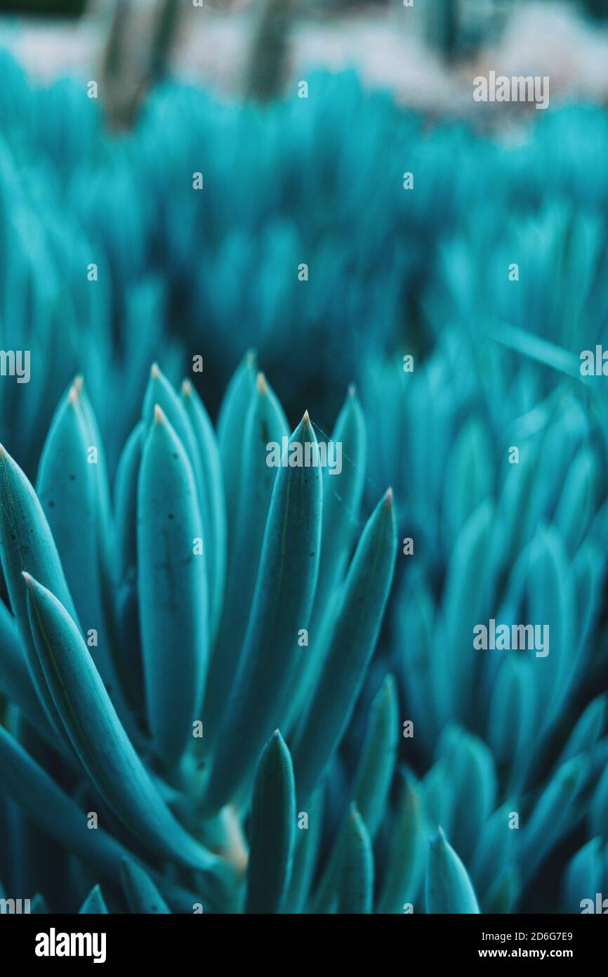 Close-up of a bluish kleinia mandraliscae plant in the wild Stock Photo