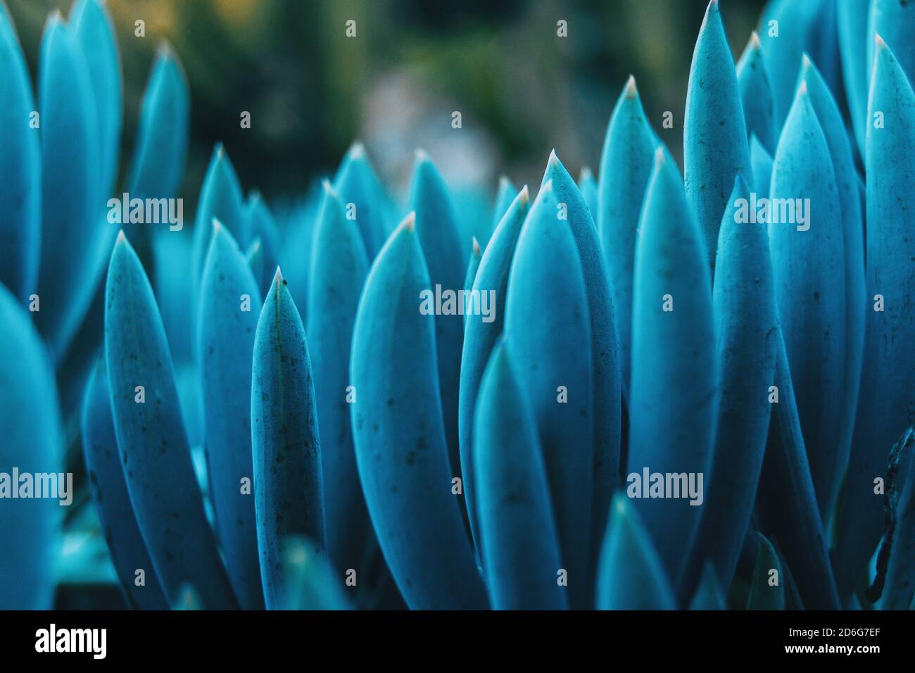 Detail of some bluish leaves of kleinia mandraliscae in the wild Stock Photo