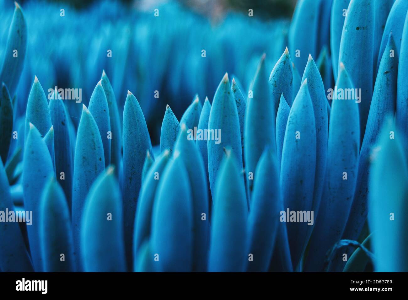 Detail of some blue leaves of kleinia mandraliscae in the wild Stock Photo