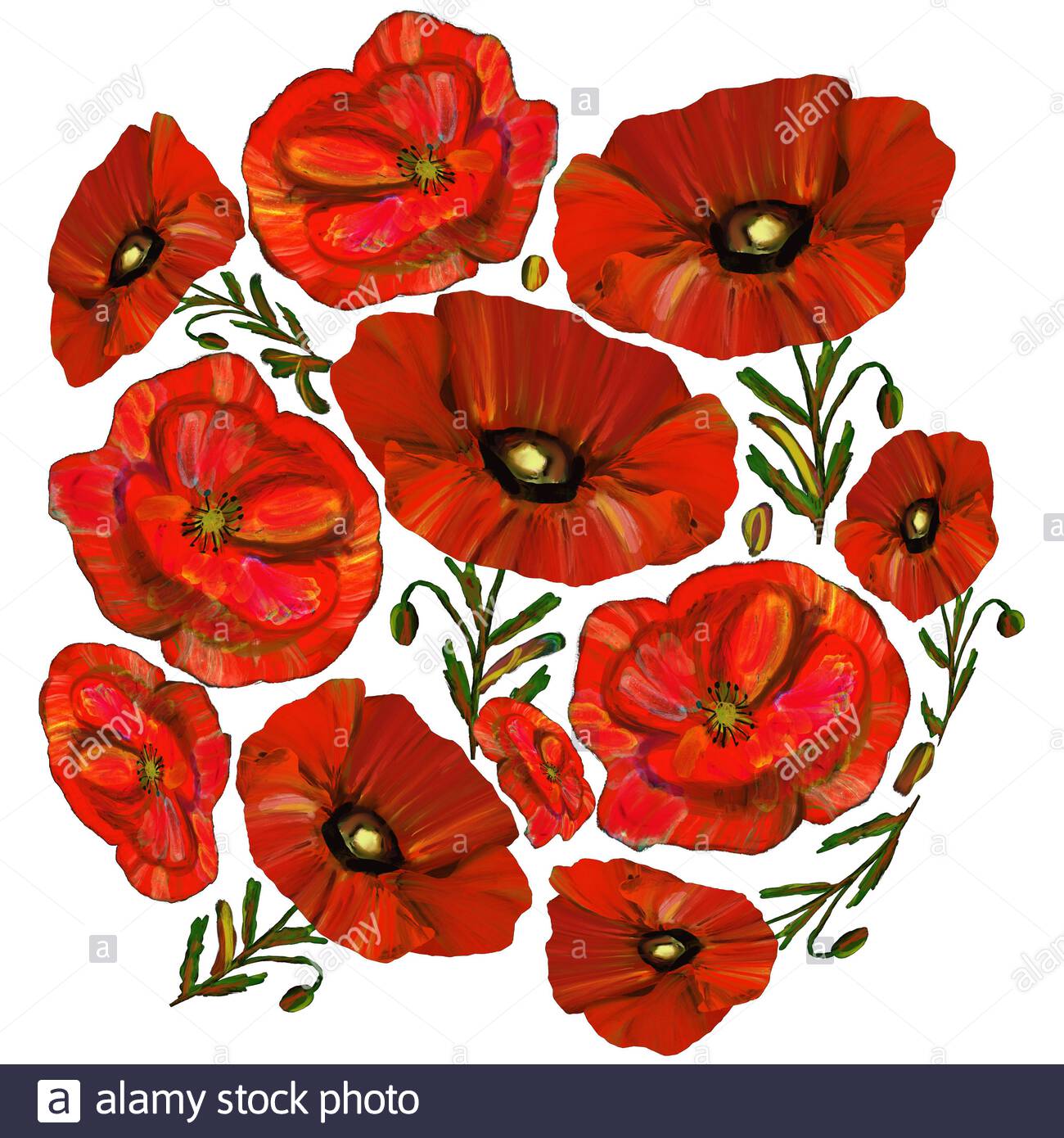 Page 3 Botanical Illustration Poppy High Resolution Stock Photography And Images Alamy