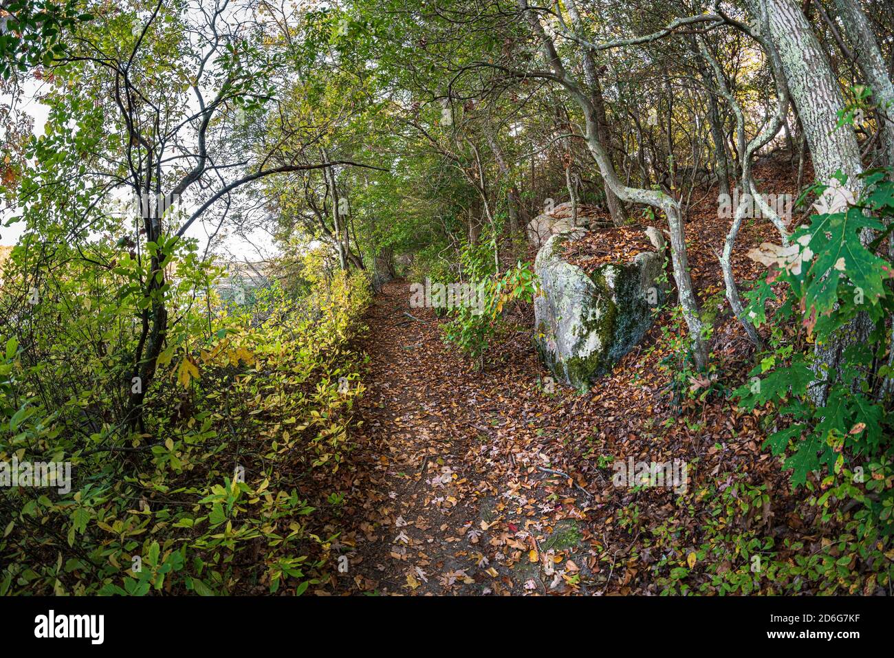 Fisheye super wide angle view of hiking path through the woods in autumn, Rocky Neck State Park,  Niantic, East Lyme, Connecticut, fall, October 2020 Stock Photo