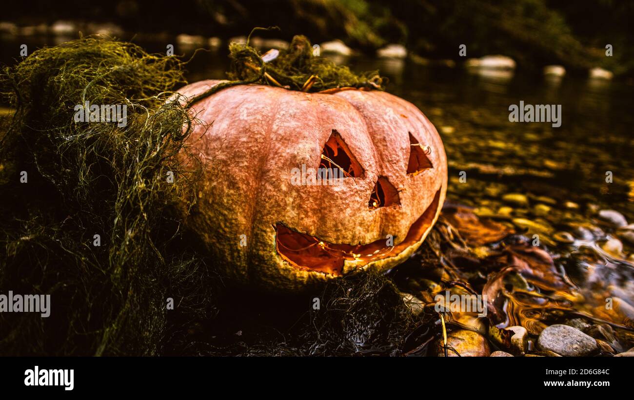 Real Halloween Pumpkin in the Forest Stock Photo Alamy