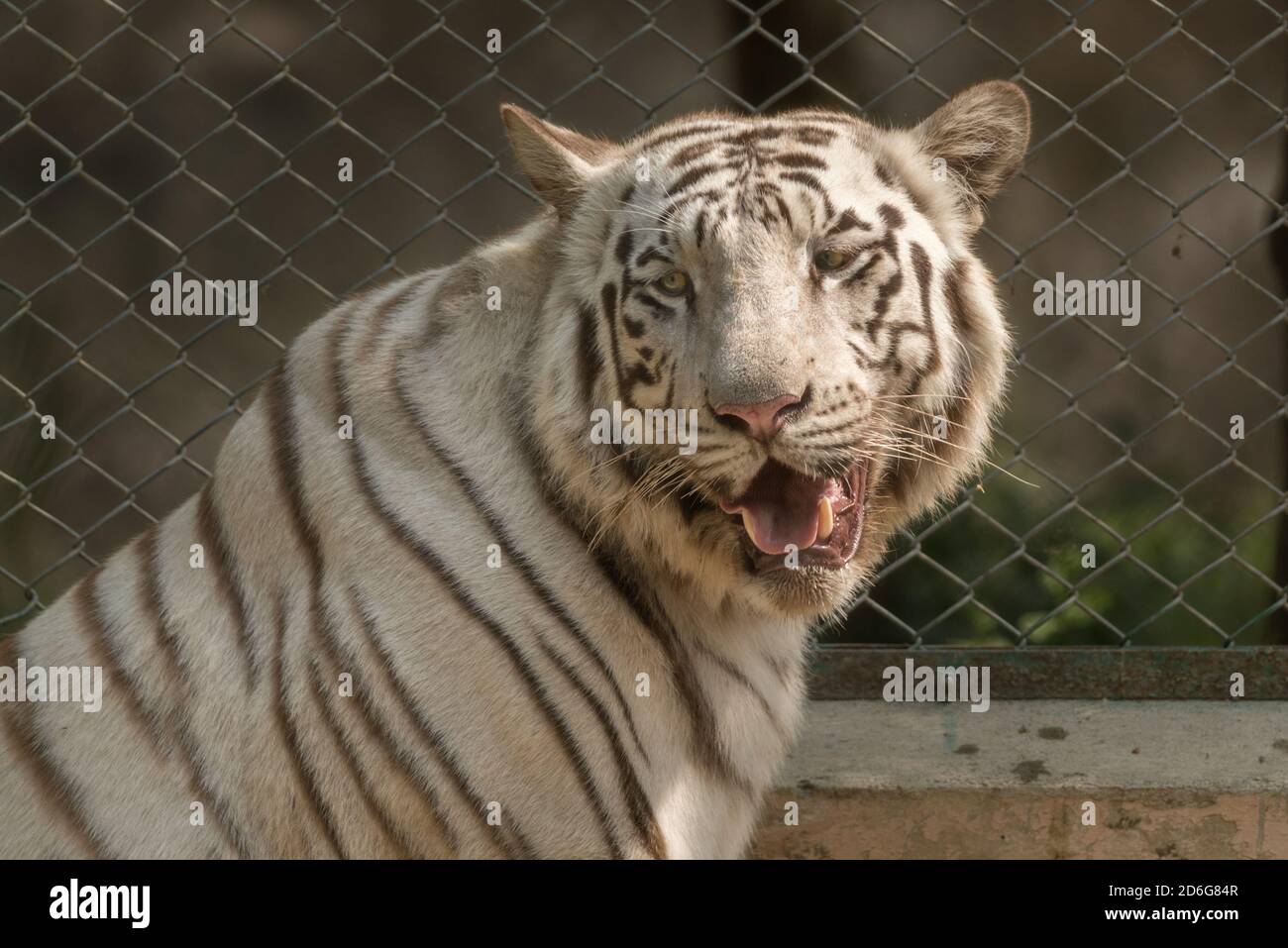 White tiger in Zoo,Lucknow,India Stock Photo