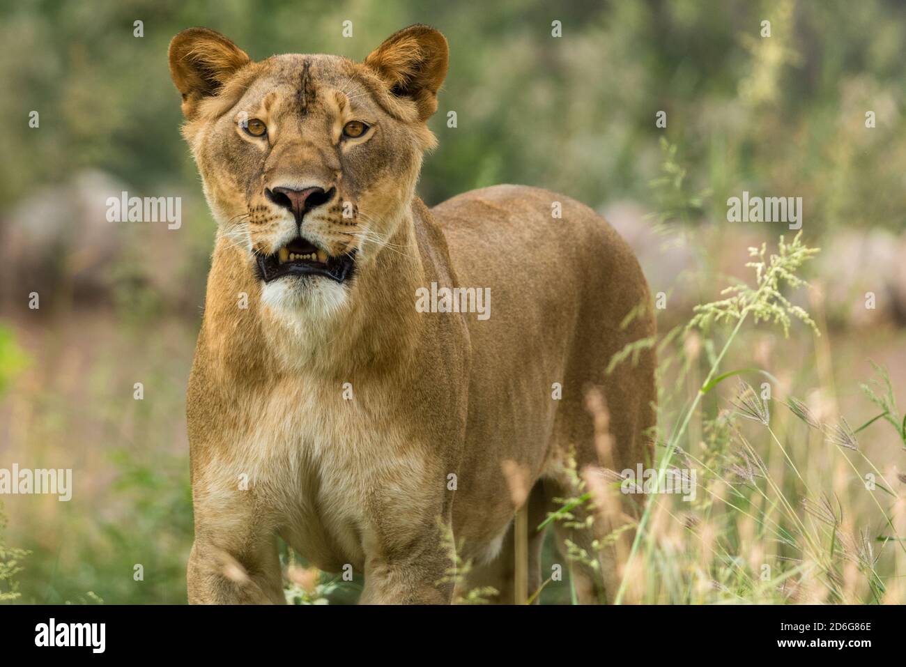 Lioness in Zoo,Lucknow,India staring straight Stock Photo