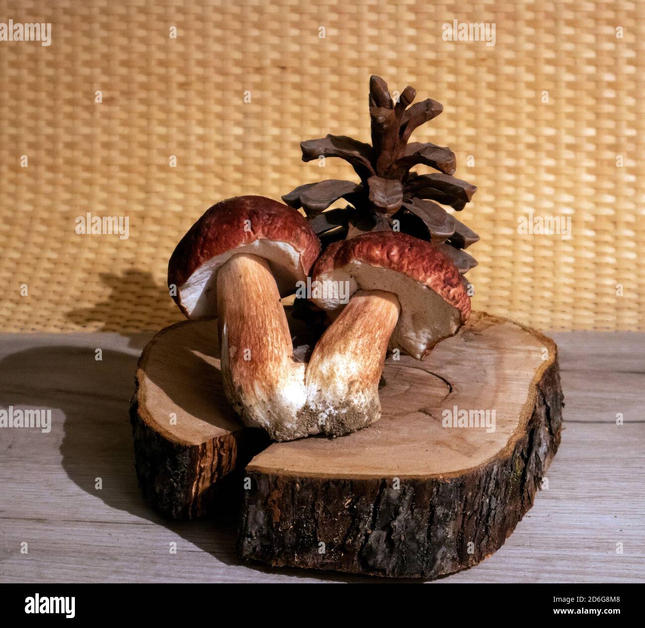 Still life with two fused porcini mushrooms and a cedar cone on a round stand from the cracked trunk Stock Photo