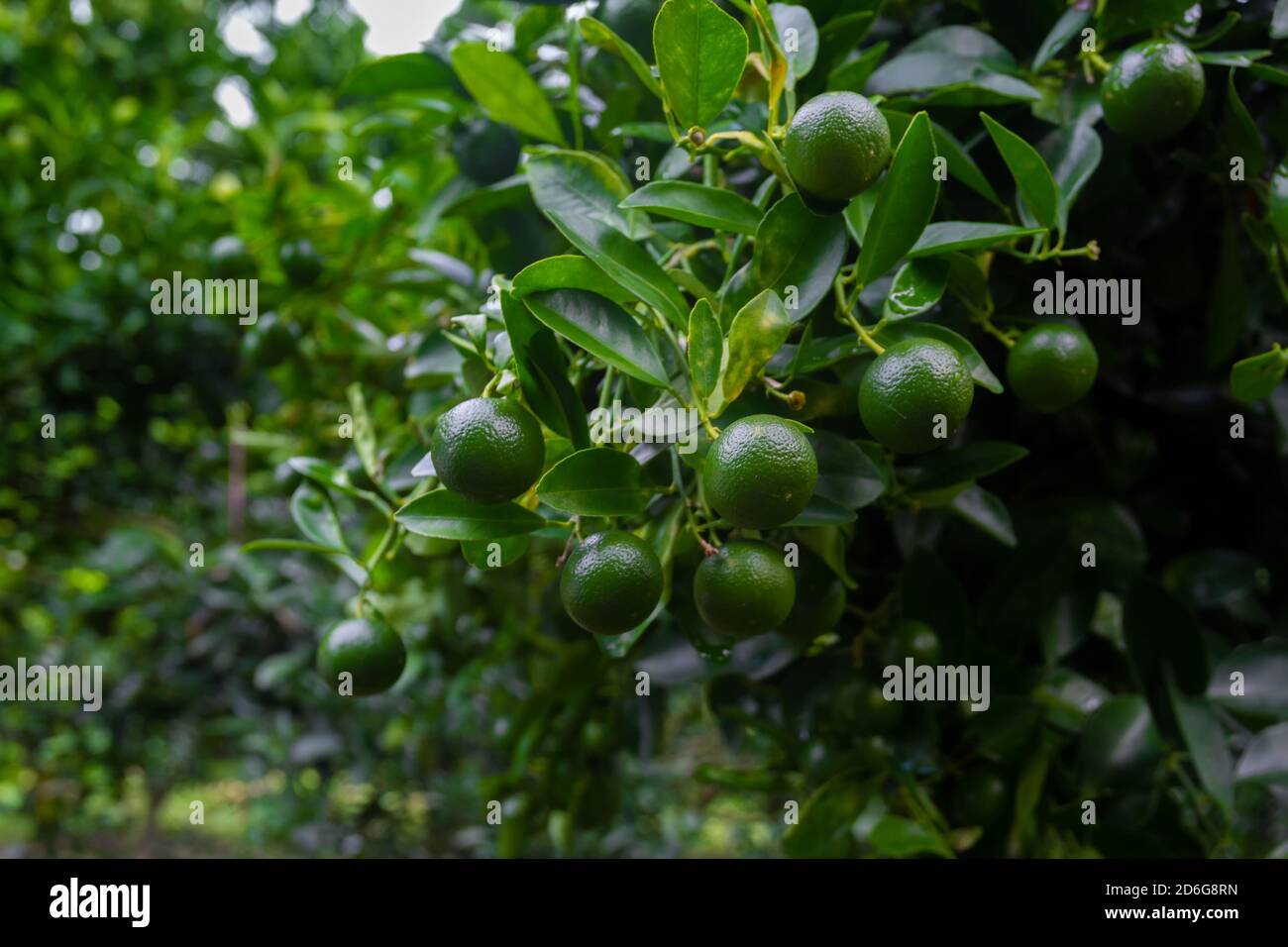 Lots of unripe Citrus japonica (Kumquat) fruit on green leaf background