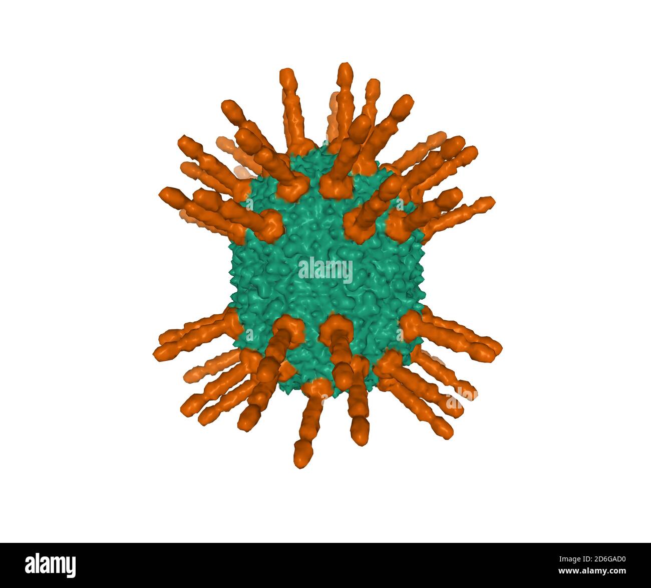 Structure of the head of bacteriophage phi29, 3D surface model, white background Stock Photo